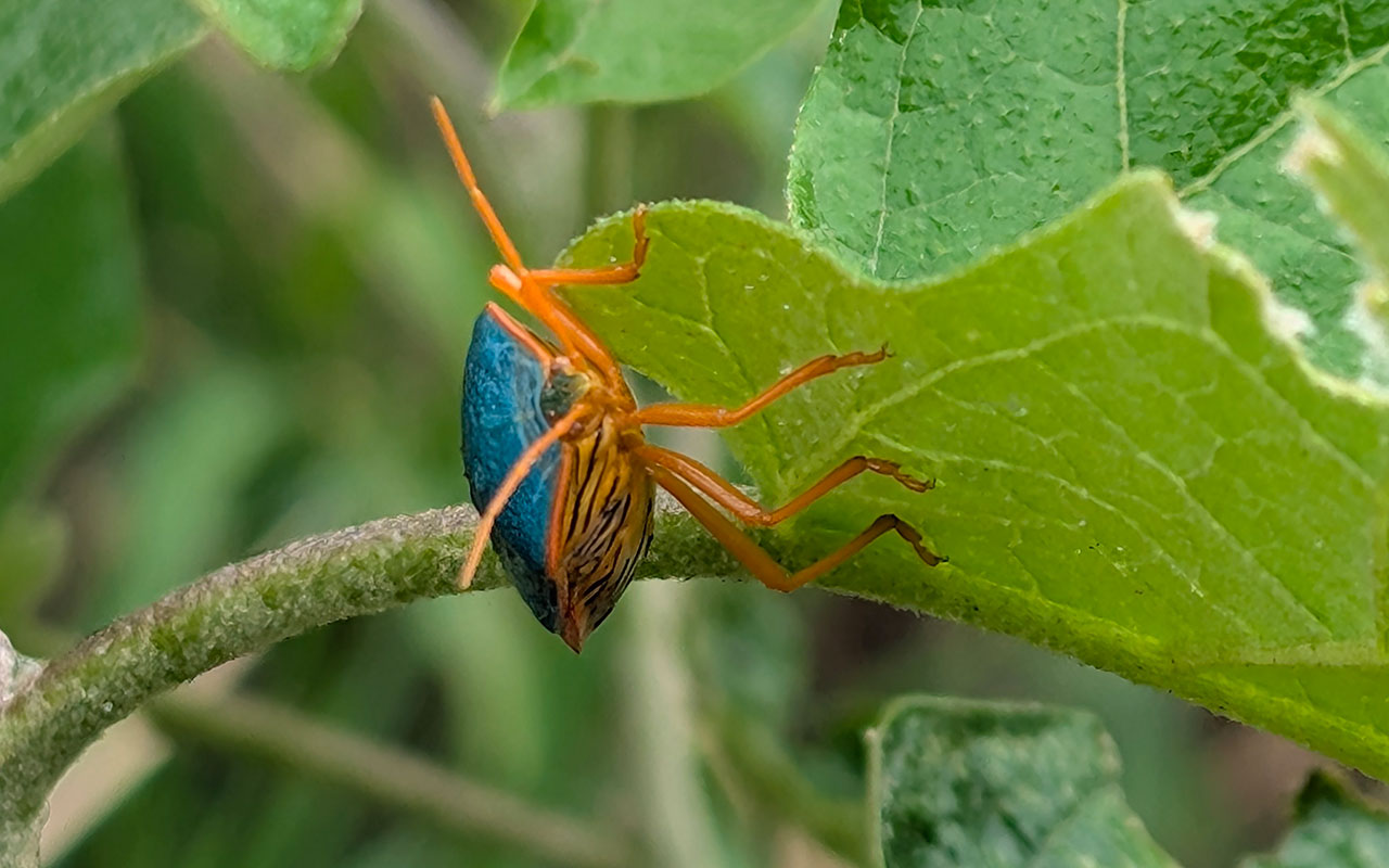 Eco Gastronomy Experience